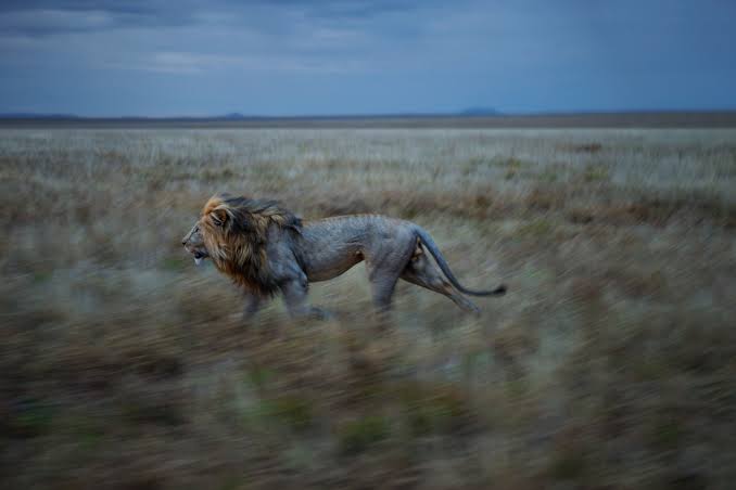 Will Humans Survive the Sixth Great Extinction? | National Geographic