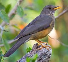 Garden Birds Of South Africa Olive Thrush South African Birds Backyard Birds Beautiful Birds