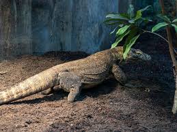 Son rythme de croisière est d'environ 12 km/h mais lorsqu'il se sent menacé ou voit sa tanière en danger , il affiche une vitesse de pointe officielle de 23. Dragon De Komodo Zooparc De Beauval