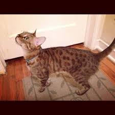 Most cat lovers know that veterinarians do not recommend declawing because of its painful effect on the animals. This Sweet Small Fixed Vaccinated Front Declawed Purebred Female Bengal Cat Is Still Available For Inexpensive Adoption In Miami Cat Adoption Cat Post Cats
