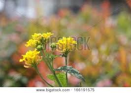 Menakjubkan 30 gambar pemandangan indah bunga di 2020. Taman Mini Indonesia Indah Images Illustrations Vectors Free Bigstock