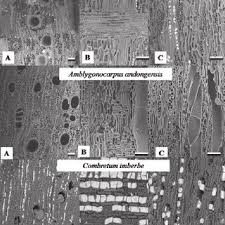 Image result for Amblygonocarpus