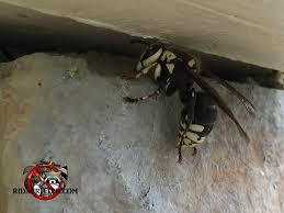 Balfaced hornets live in colonies similar to those of honey bees and ants. Hornet Control And Nest Removal In Alpharetta Roswell Columbus North Georgia