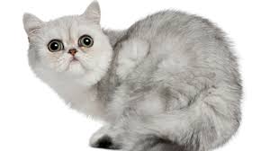 Exotics, in general, have temperaments much like persians, their longhaired counterpart, which is sweet and easy going. 7 Fuzzy Facts About Exotic Shorthair Cats Mental Floss