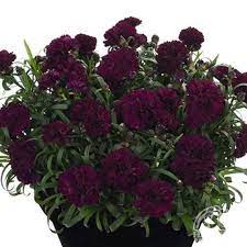 Dianthus Caryophyllus Sunflor Beetle Plants Dianthus Caryophyllus Perennials