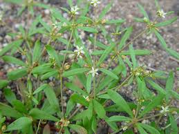 Image result for Molluginaceae