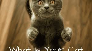 What stylistic device is used in the sentence? What Your Cat S Behaviors Body Language And Sounds Mean Pethelpful