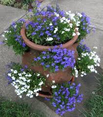 My Old Strawberry Pot With Blue And White Lobelia Blog Garten Gartencontainer Pflanzideen