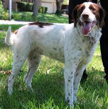 Adopt Sugar On Petfinder Brittany Spaniel Dogs Dog Adoption Dogs