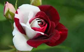 Red And White Rose Flowers Nature Background Wallpapers On Desktop Nexus Image 2375856 Explore the latest collection of red and white wallpapers, backgrounds for powerpoint, pictures and photos in high resolutions that come in different sizes to fit your desktop perfectly and presentation templates. red and white rose flowers nature