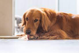 Why Do Dogs Lick Their Paws Reader S Digest