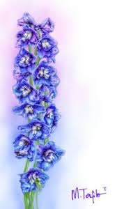 Larkspur July Birth Flower Birth Month Flowers July Birth Flower February Birth Flowers