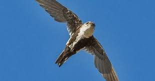 Identification Small Birds Of Colorado White Throated Swift Bird Life List Animals Beautiful Black And White Birds