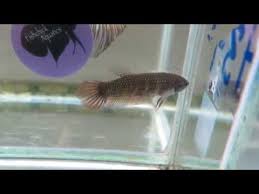 For Sale Wild Betta Imbellis Female G05 Ggwild Youtube