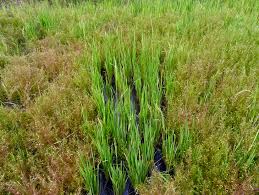 Image result for Rhamphicarpa