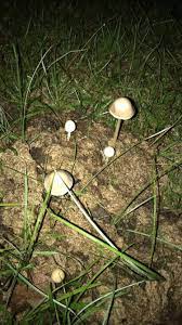 Need Help Identifying Found In Cow Field In South Louisiana Mycology Fungi Mushrooms Mushroom Beatrixpotter Nature A Stuffed Mushrooms Stoner Art Nature