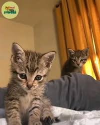 The Cutest Meow Video Cute Baby Animals Cute Animals Cute Kitten Gif