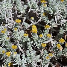 Image result for Helichrysum aureo-nitens
