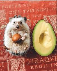 Pin Van Dion Cribb Op Kingdom Cutes Animals Dieren En Huisdieren Schattige Dieren Dieren