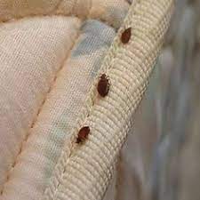 According to a survey, the most commonly infested places are the mattress (98.2%), boxspring. 1 Bed Bug Exterminator In Austin Tx Control Removal Treatments