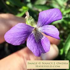 Image result for Launaea violacea