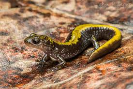 Image result for Macrotyloma daltonii