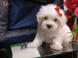 Turkiye De Bir Ilk Daha Bichon Frise Yavrularimiz Geldi Kopekdunyasi Com Da 46037 Bichon Bichon Frise Gelin