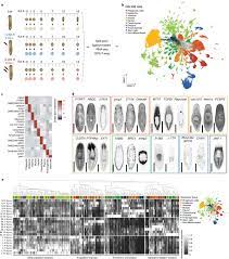 Animal cells are most likely to experience damage from. P Kqb12a2hsxcm