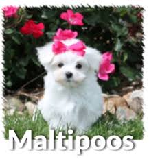 All of our maltipoo puppies come with a health guarantee & references. About Maltipoo Puppies Temperament Life Span Size Age Color