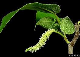 Image result for Broussonetia papyrifera