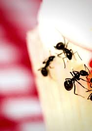Ten Ways To Get Rid Of Ants Naturally Ten Things About Rid Of Ants Get Rid Of Ants Nature