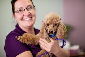 About Bob's House — Bob's House for Dogs