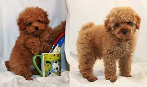 Our listings are from top breeders from around the country. Toy Poodles For Sale Craigslist Online Shopping