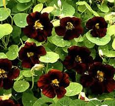 Image result for Tropaeolaceae