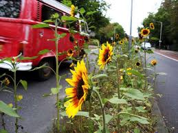 Check spelling or type a new query. 10 Garden Ideas To Steal From Germany Gardenista