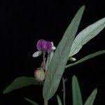 Image result for Polygala persicariifolia