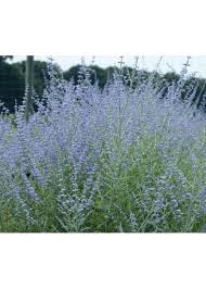 Image result for perovskia atriplicifolia 'little spire'