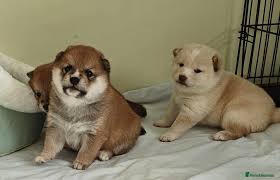 Japanese Shiba Inu puppies for sale | Pets4Homes