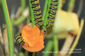 Monarch Caterpillars Butternut Squash Butterfly Fun Facts