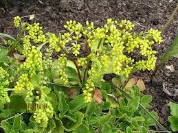 Image result for Schoenoxiphium