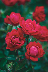 We did not find results for: Growing Double Knock Out Roses Hgtv