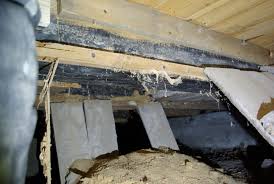 Image result for site:byggahus.se insektsangrepp