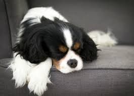 Puppies are usually a good dream symbol. What Do Dogs Dream About American Kennel Club