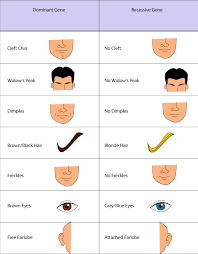 punnett square dominant and recessive traits biology