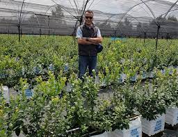 Check spelling or type a new query. Blueberry Used To Be An Extensive Crop But Is Becoming More And More Intensive