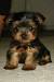 Terrier Yorkie