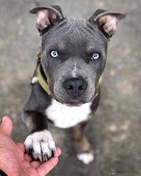 Top 10 Most Small Dog Breeds In The World Pitbull Dog Puppy Pitbulls Pitbull Dog