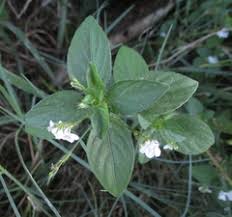 Image result for Justicia matammensis