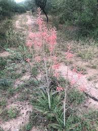 Image result for Aloe komatiensis