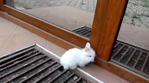 What smells do rabbits hate? Rabbit Looking In The Mirror Youtube